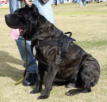 Nylon multi-purpose dog harness for tracking/pulling cane corso
