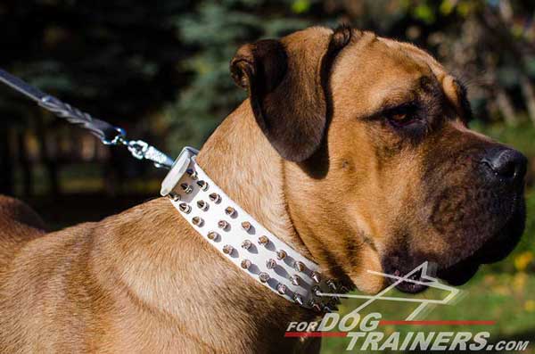 Spiked Leather Cane Corso Collar 