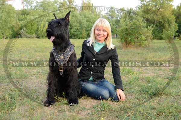 Giant Schnauzer (Riesenschnauzer) Breed Standard : Dog ...