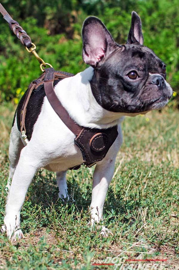 Leather Puppy Harness for French Bulldogs