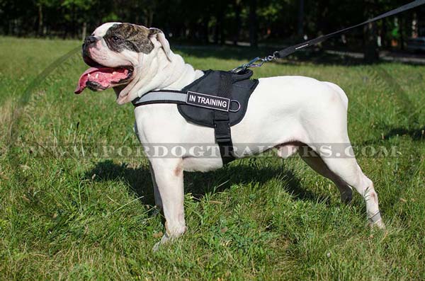 Nylon Harness for American Bulldog