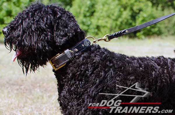Strong Black Russian Terrier Leash
