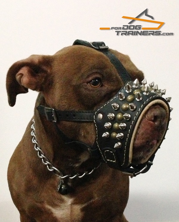 Take Padded Leather Muzzle for Comfy WalkingSpiked Dog Muzzle