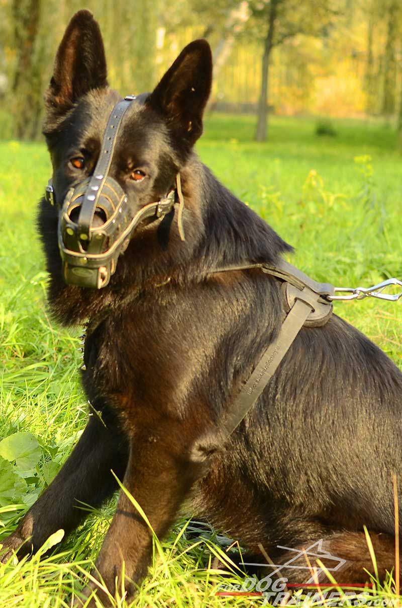 Lightweight Breathable Royal Basket Leather German Shepherd Muzzle