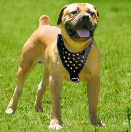 Studded Walking dog harness to fit Boerboel Mastiff