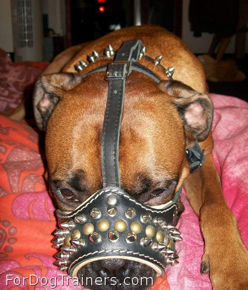 *Boris looks powerful in Padded  dog muzzle with spikes for all breeds M61