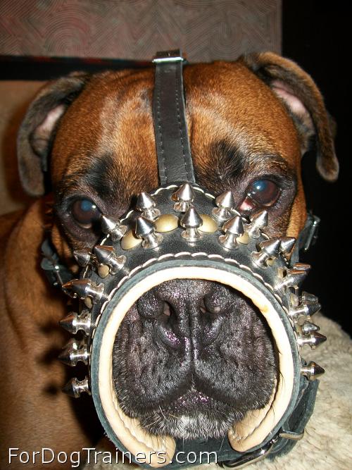 *Boris looks powerful in Padded  dog muzzle with spikes for all breeds M61