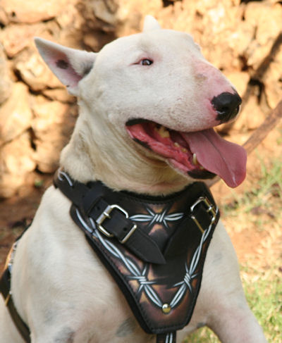 Luxurious Painted Leather Harness for Bull Terrier