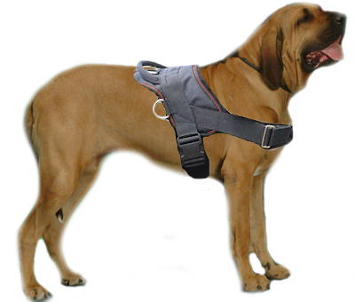 Brazilian Fila Mastiff