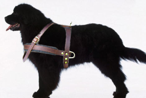pulling dog