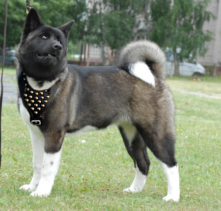 Husky  on Dog Harness   Dog Collar   Dog Leash   Dog Muzzle   Dog Training