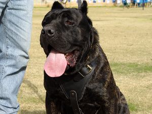 dog harness leather agitation cane corso attack h1 protection perfect padded 1073 training fordogtrainers