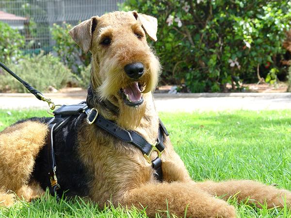 Airedale Terrier wearing leather dog harness