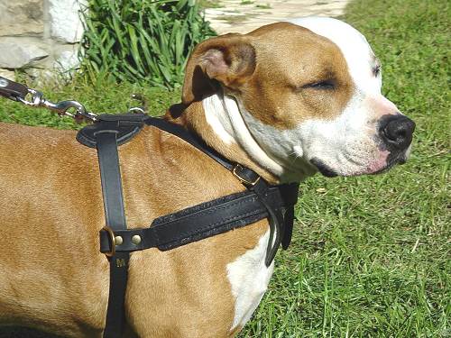 Professional Leather Dog Harness for Agitation Training and Comfortable for Walking