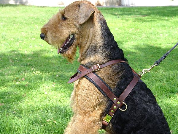 Airedale Terrier wearing gorgeous pulling harness