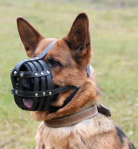 Basket dog muzzle