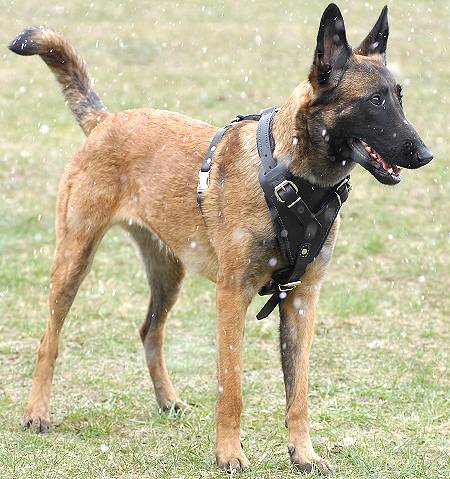 for Belgian Malinois [H1*