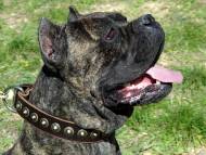 Gorgeous Very Wide Leather Dog Collar - Fashion Exclusive Design-Special40circlesBR