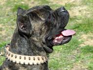 Cane Corso Leather Spiked Dog Collar S33