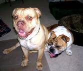 Lkon (Hermes Bulldogge) and Diesel (English Bulldog) recently enjoyed our dog bite training set - proud owner Aaron from Maryland