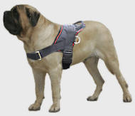 Old English Mastiff Nylon multi-purpose dog harness pulling Old English Mastiff Nylon multi-purpose dog harness pulling