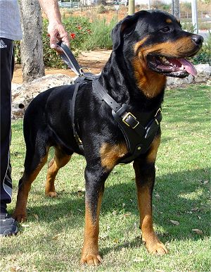 Agitation dog leather harness (view from the front)