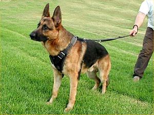 leather dog harness padded nickel brown agitation protection german