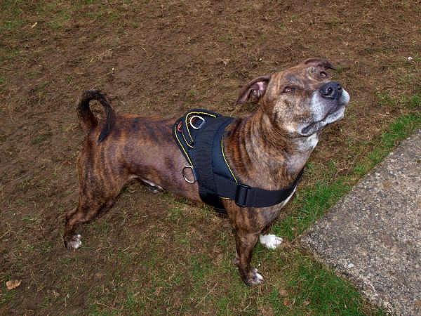 *Brin wearing our All Weather dog harness for tracking / pulling Designed to fit pitbull - H6