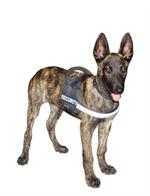 All Weather Reflective Malinois harness H6plus