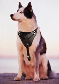 Alaskan Malamute walking Leather Dog Harness- Malamute harness