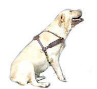 Tracking/Pulling Leather Dog Harness-Labrador Retriever