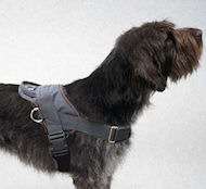 Wirehaired Pointing Griffon Nylon dog harness with handle