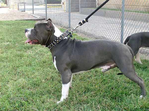 best collar for pitbull puppy