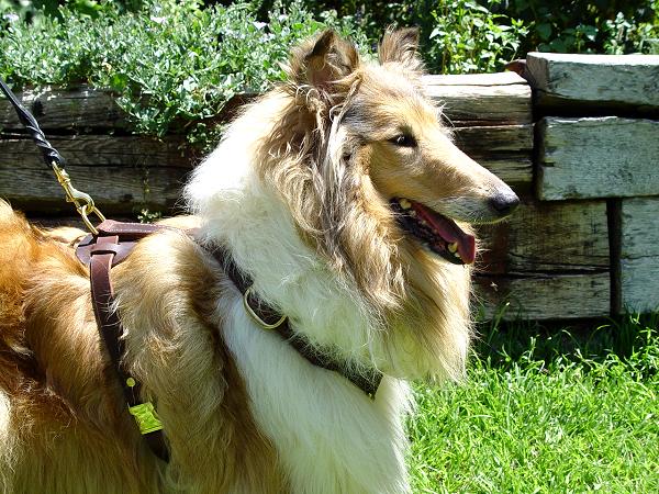 Harness for Collie