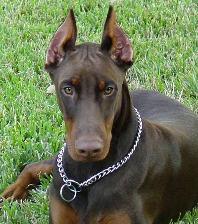  on Texas Choke Dog Collar Made In Germany Steel Chrome Plated Choke Dog