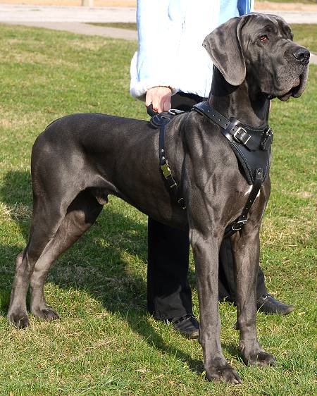 Great Dane Puppies For Sale In Michigan. Strong and Active Great Dane