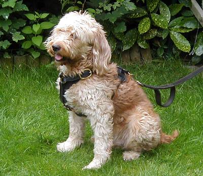 Leather  Harness on Dog Harness Made Of Leather   H3  H3   Leather Tracking Dog Harness