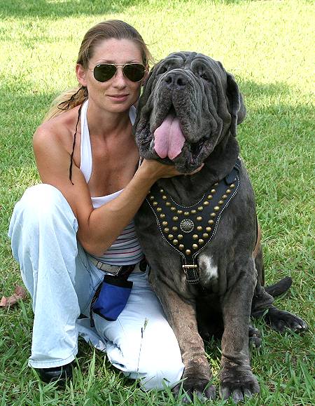 Royal Dog Harness - Exclusive Design Studded Leather Harness