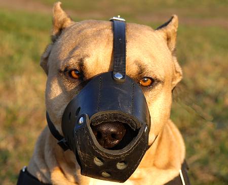 Amstaff in a muzzle