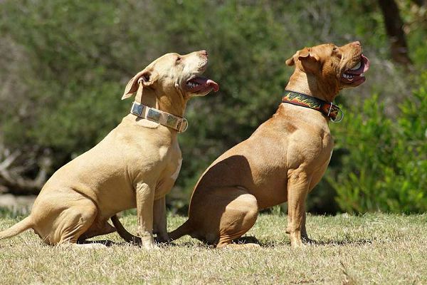 leather dog collar