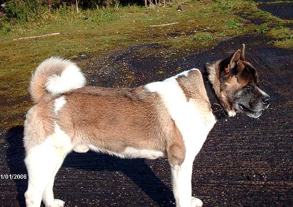 dog collar for Akita