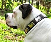 American Bulldog dog collar
