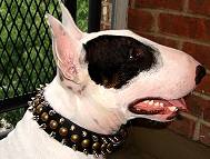 Bull Terrier designer dog collar