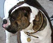bulldog dog collar
