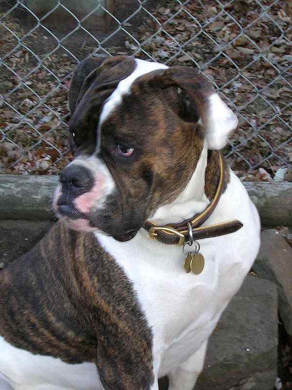 American Bulldog Padded Leather dog collar