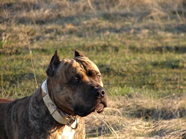 Leather Dog Collar