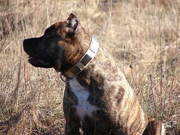 Boxer Dog Collar