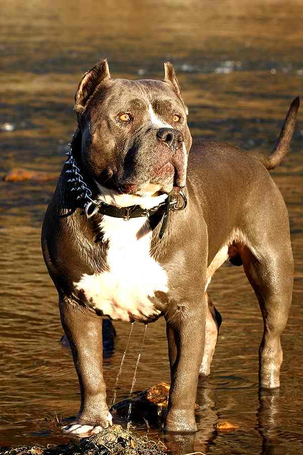 Pitbull dog collar