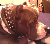 Pitbull leather spiked and studded dog collar