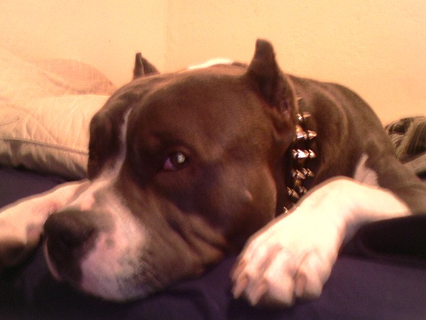 Pitbull Leather spiked and studded dog collars